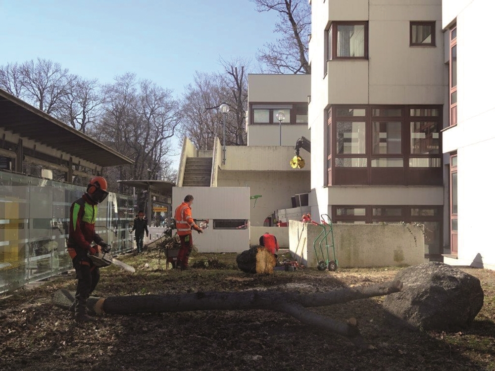 Nachgefragt | Faule Tricks mit unseren Bäumen – kommt Stadthalle über die Hintertür?